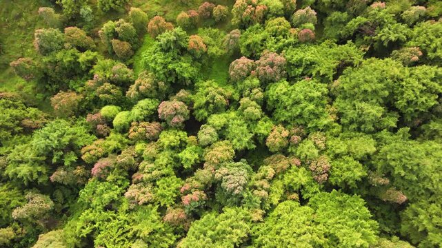 Aerial view of the dense forest canopy with vibrant green and reddish foliage at Dieng Plateau in Kecamatan Batur, Jawa Tengah, Indonesia.