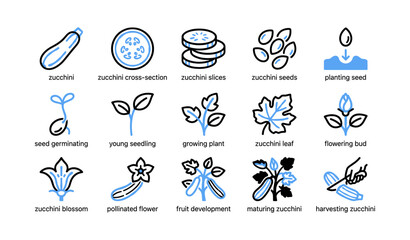 Fototapeta premium Zucchini life stages and harvest icons on white background