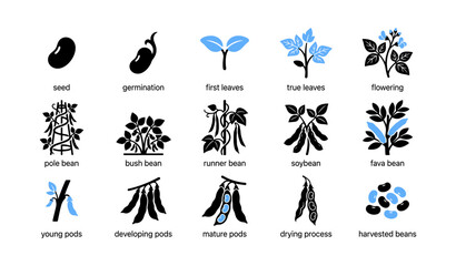Fototapeta premium Bean growth and variety icons arranged in labeled grid on white