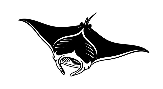 Black and white manta ray vector illustration isolated on white