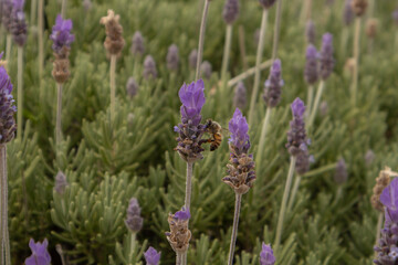 Fototapeta premium Macro close-up photograph of a honeybee collecting nectar from blooming lavender flowers in a lush garden setting