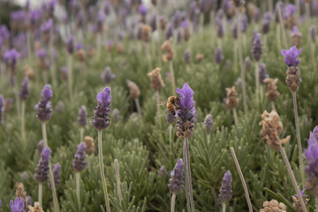 Obraz premium Macro close-up photograph of a honeybee collecting nectar from blooming lavender flowers in a lush garden setting