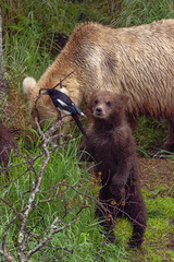 A Kodiak brown bear sow with two spring cubs encountering a black-billed magpie in Katmai National Park, Alaska © htrnr
