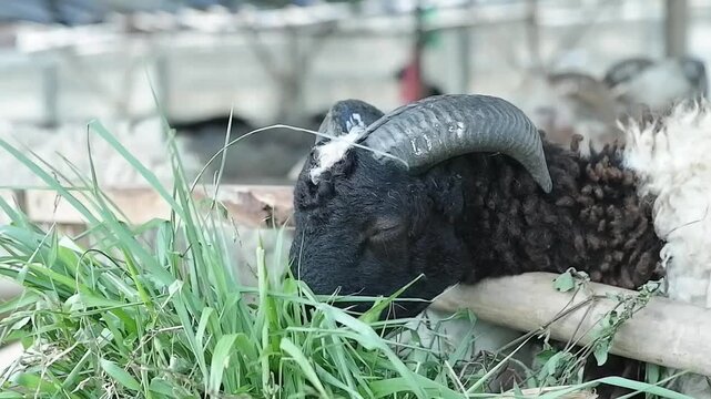 Sheep with large curved horns eat fresh green grass from wooden troughs in a farm pen. Black and white markings on their faces, showing livestock feeding peacefully in rural agricultural surroundings