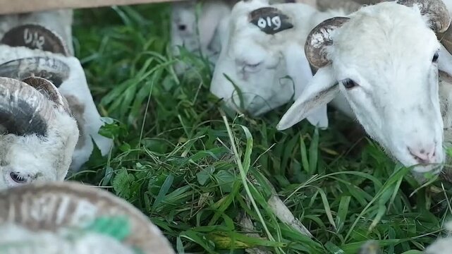 Sheeps with large curved horns eat fresh green grass from wooden troughs in a farm pen. Black and white markings on their faces, showing livestock feeding peacefully in rural agricultural surroundings