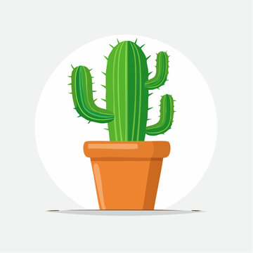 Green cactus in a terracotta pot