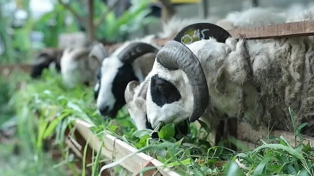 Sheeps with large curved horns eat fresh green grass from wooden troughs in a farm pen. Black and white markings on their faces, showing livestock feeding peacefully in rural agricultural surroundings