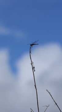 O voo da Lib&eacute;lula