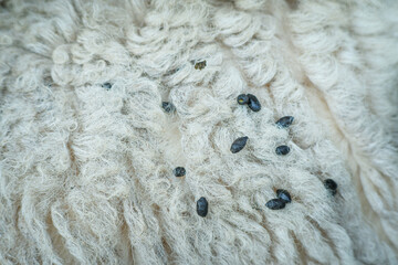 Close-up view of soft curly white sheep wool, scattered with small dark particles and goat droppings. Shows raw fleece texture, fibrous strands, natural impurities and waste.  © Benno Putro