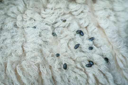 Close-up view of soft curly white sheep wool, scattered with small dark particles and goat droppings. Shows raw fleece texture, fibrous strands, natural impurities and waste. 