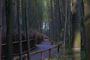 Fototapeten Bambus Bamboo forest in Kyoto, Japan  © Leonardo Minamihara