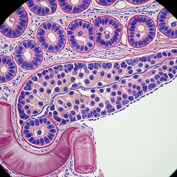 Histological section of kidney glomeruli and tubules under microscope.