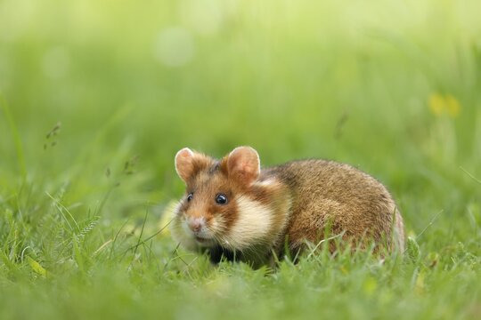 European hamster (Cricetus cricetus) in a meadow, wildlife, Austria