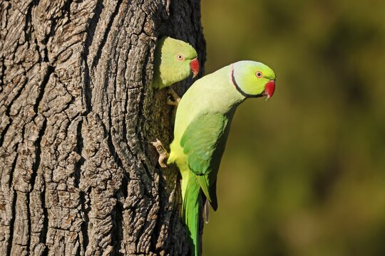 Two collared parakeets (Psittacula krameri) hanging from a tree at the breeding burrow, wildlife, Germany