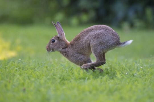 European rabbit (Oryctolagus cuniculus) running in a meadow, Lower Saxony, Germany