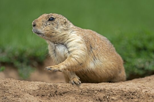 Black-tailed Prairie Dog (Cynomys ludovicianus) at animal den, France