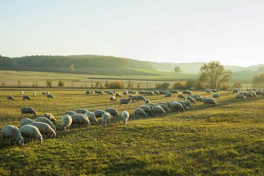A herd of sheep, domestic sheep, grazing, Rh&ouml;n Biosphere Reserve, Thuringia, Germany