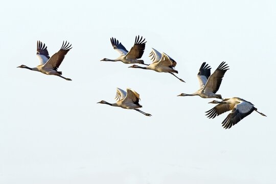 Common crane (Grus grus), flying, Upper Lusatia, Saxony, Germany