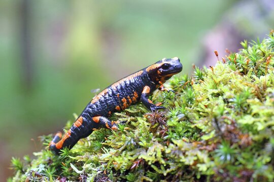 Orange Fire salamander (Salamandra salamandra), Rare colour variation, Solms, Hesse, Germany