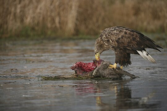White-tailed Eagle or Sea Eagle (Haliaeetus albicilla) perched on an icy surface, feeding on deer carcass