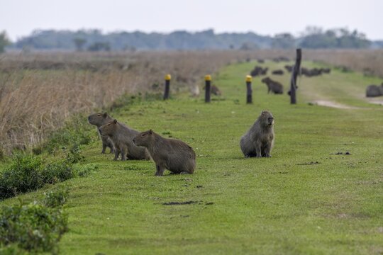 Capybaras (Hydrochoerus hydrochaeris), Cambyret&aacute;, Esteros del Iber&aacute;, Corrientes Province, Argentina