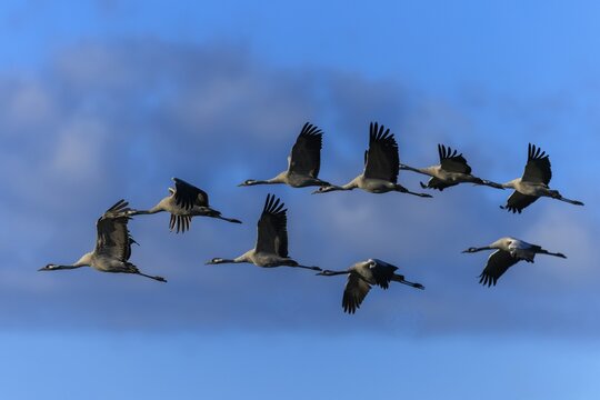 Nine cranes flying in formation against a blue, cloudy sky, Crane (Grus grus) wildlife, Western Pomerania Lagoon National Park, Zingst, Mecklenburg-Western Pomerania, Germany