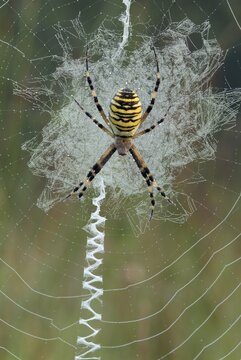 Wasp Spider (Argiope bruennichi) in its web, Filz, Woergl, Tyrol, Austria, Europe