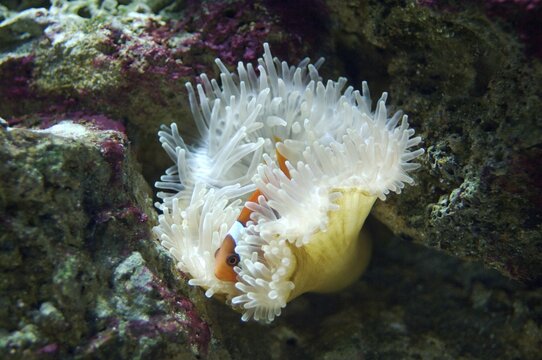 Clownfish in sea anemone