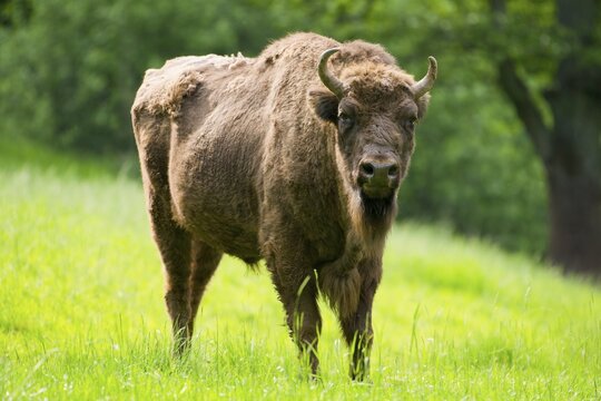 European bison, also European wood bison or wisent (Bison bonasus) standing in meadow, capive, Germany