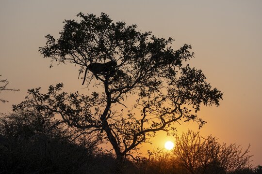 The silhouette of a leopard (Panthera pardus pardus) in a tree at sunset, near Lower Sabie Rest Camp, Kruger National Park, South Africa