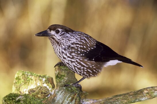 Spotted Nutcracker (Nucifraga caryocatactes) searching for food