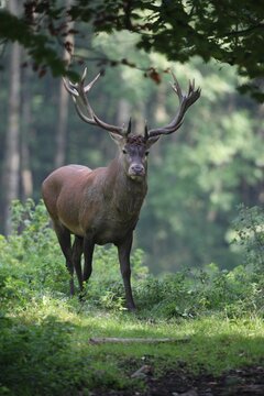 Red deer (Cervus elaphus) during the rut on a forest clearing, Allgaeu, Bavaria, Germany, Europe