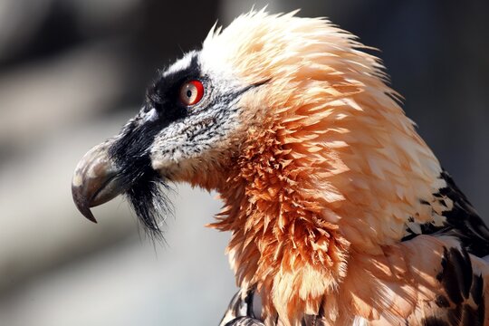Lammergeier or Bearded Vulture (Gypaetus barbatus), Alpine Zoo Innsbruck, Tyrol, Austria, Europe