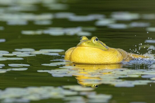 Bullfrog, Lithobates catesbeianus. A male bullfrog floating on a lake and calling when another male bullfrog gets too close to his territory. La Mauricie national park. Province of Quebec. Canada