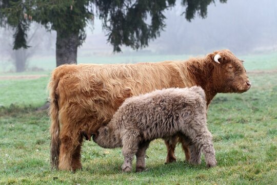 Scottish Highland cattle (Bos primigenius f. taurus) suckling calf, Allgaeu, Bavaria, Germany, Europe