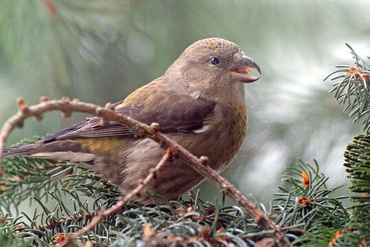 Female Common Crossbill (Loxia curvirostra), Bavarian Forest National Park, Bavaria, Germany