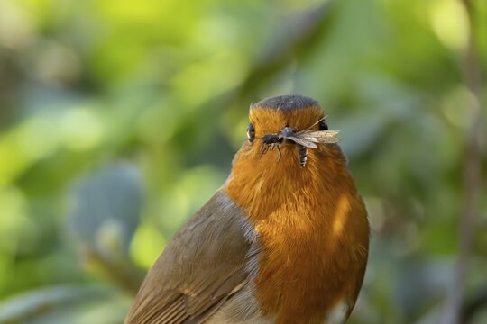 European robin (Erithacus rubecula) adult garden bird with insects in its beak for food, England, United Kingdom