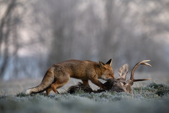 Red fox (Vulpes vulpes) eats on dead deer in winter, Eifel, Rhineland-Palatinate, Germany