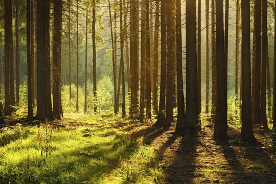 Spruce forest in the evening backlit, tree trunks cast long shadows, Thuringian Forest, Thuringia, Germany