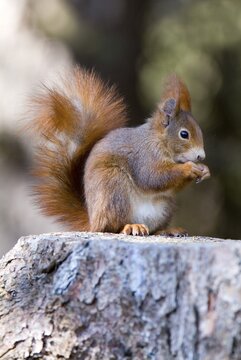 Eurasian Red Squirrel (Sciurus vulgaris), Lans, Tyrol, Austria, Europe