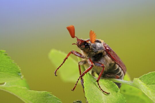 May bug or Cockchafer (Melolontha melolontha)