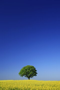 Cultural landscape in spring, solitary oak (Quercus robur) in blooming Rape field (Brassica napus), peace oak, planted in 1871 after the Franco-Prussian War, blue sky, Hombressen, Hesse, Germany