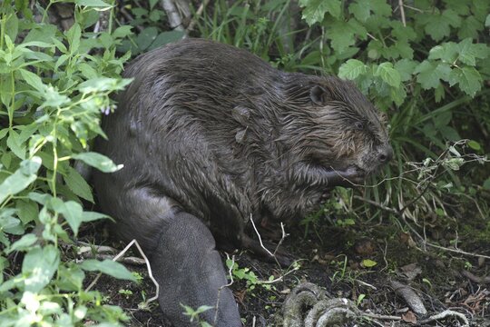 European beaver (Castor fiber) Female, grooming, oiling, Bavaria, Allg&auml;u, Germany