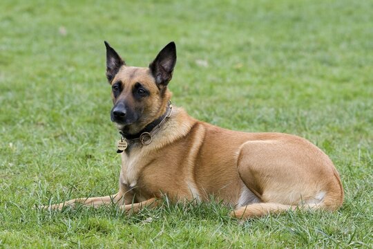 Malinous or Belgian Shepard Dog lying on lawn, Vulkaneifel, Germany, Europe