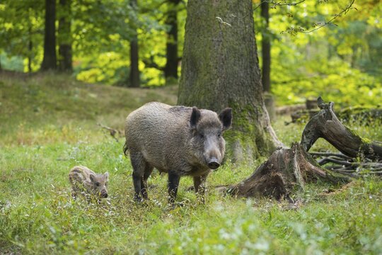 Wild boar (Sus scrofa), Bache und boar piglet im Wald, captive, Germany