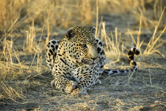 Leopard (Panthera Pardus) lying, Namibia