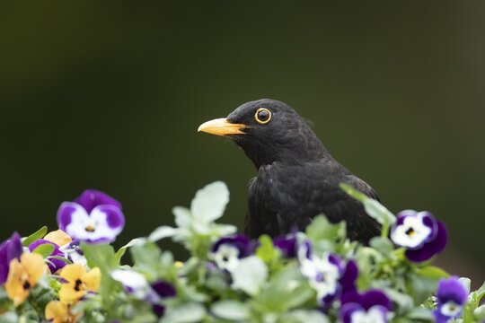 European blackbird (Turdus merula) adult male bird on a garden flower tub with flowering pansy plants, Suffolk, England, United Kingdom
