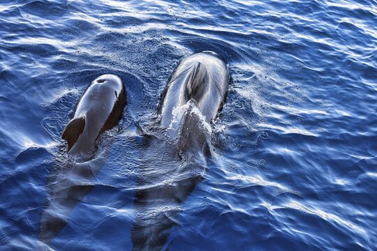 Two pilot whales (Globicephala), adult with juvenile, swimming on the water surface, whale watching, Tenerife, Spain