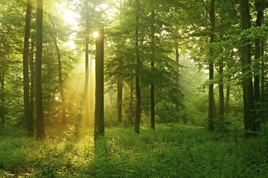 Morning atmosphere in the forest, The sun shines through morning fog, Beech forest, Deister mountain range, Lower Saxony mountain region, Barsinghausen, Lower Saxony, Germany