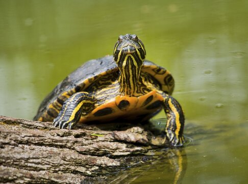 Red-eared slider (Trachemys scripta elegans) sunbathing, captive, Thuringia, Germany